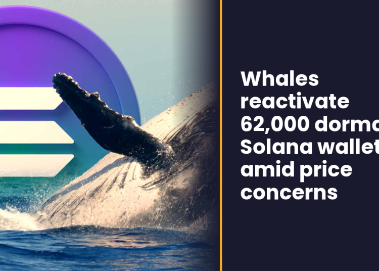 Whales reactivate 62,000 dormant Solana wallets amid price concerns
